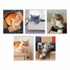 ТЕТРАДЬ 80Л КЛЕТКА "МОЙ КОТИК"