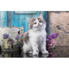АЛМАЗНАЯ МОЗАИКА 20*30 СМ ЗЕЛЕНОГЛАЗЫЙ КОТИК АЛМАЗНАЯ МОЗАИКА 20*30 СМ ЗЕЛЕНОГЛАЗЫЙ КОТИК